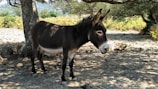 A rescued donkey resting peacefully under a shaded tree.