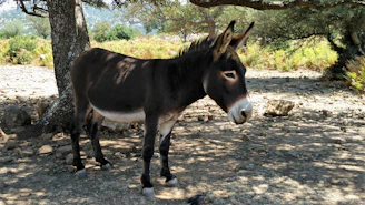 Sunlit scene of a gentle donkey resting under a leafy tree on the ranch.