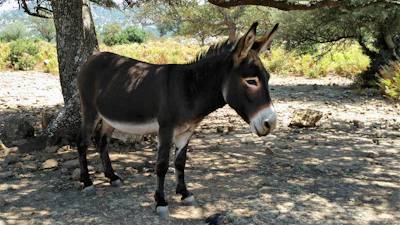 Sunlit scene of a gentle donkey resting under a leafy tree on the ranch.