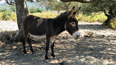 A rescued donkey resting peacefully under a shaded tree.