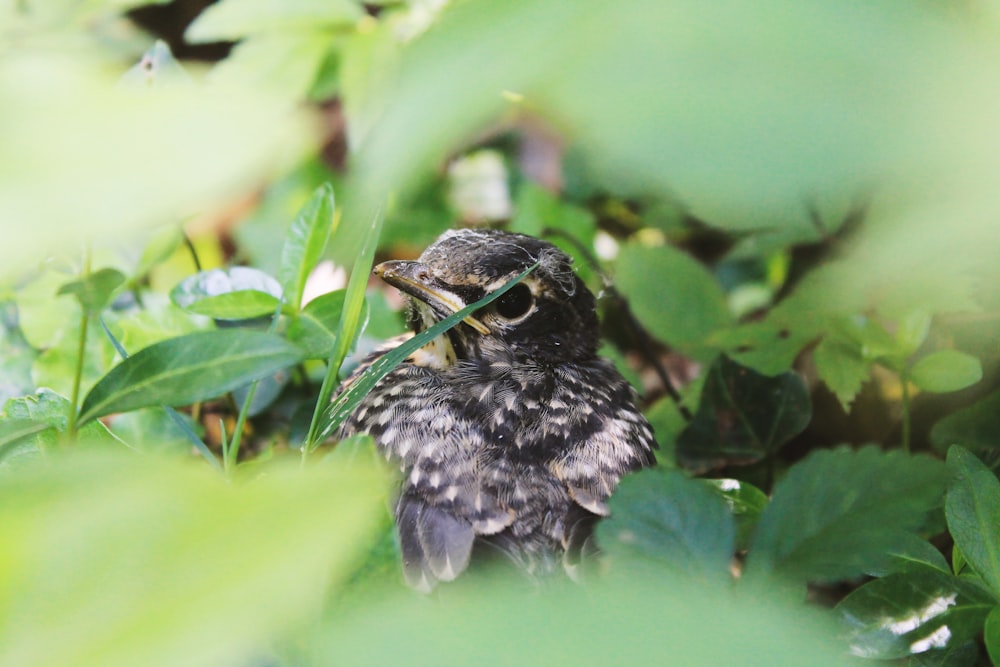 shallow focus of black bird