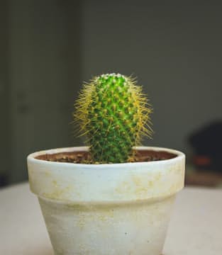 Kaktussi
