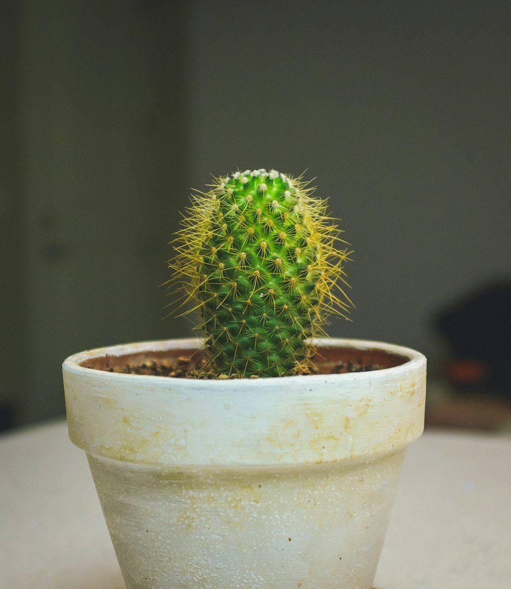 cactus on white pot