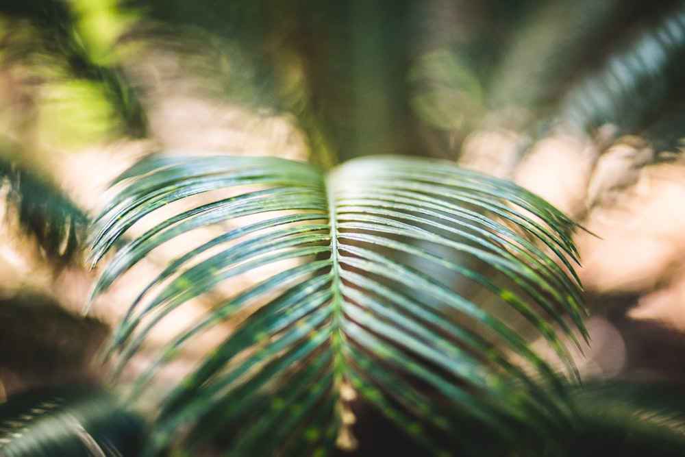 green fern plan in tilt photography