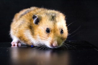 A small, fluffy hamster with a mix of golden and brown fur is positioned against a dark background. Its bright eyes and delicate whiskers are prominently visible, adding to its endearing appearance.