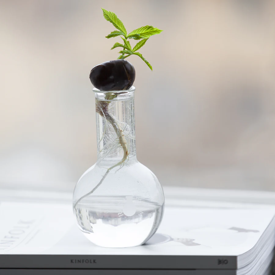 A glass jar with a rooting cutting, representing propagation