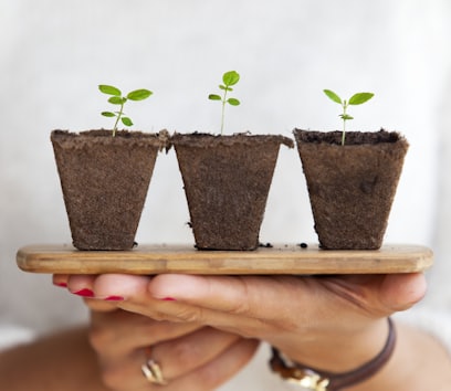 guérison bien-être médecine médecin liberté clinique émotion thérapie thérapeute plante jardin fleur