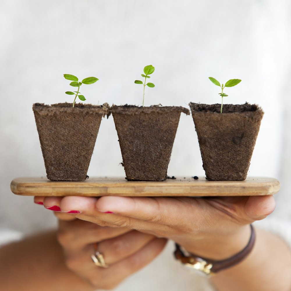 three green leafed plants