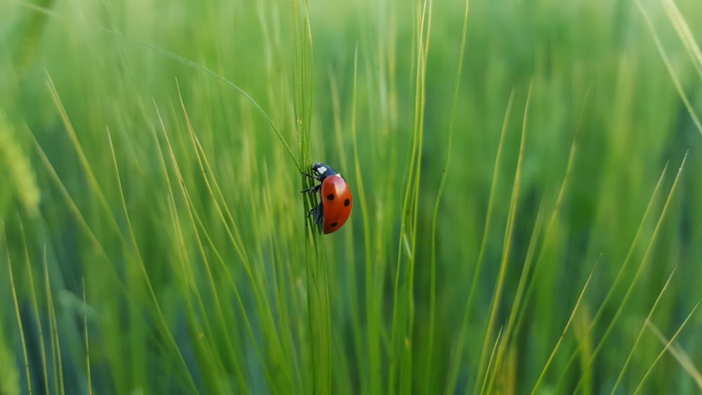 ladybug on green grass