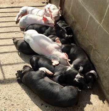 Several piglets, both black and white in color, are huddled together on a concrete floor in a shaded area beside a bare wall. They appear to be sleeping or resting closely packed together.