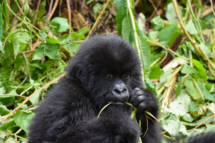 black baby monkey eating grass