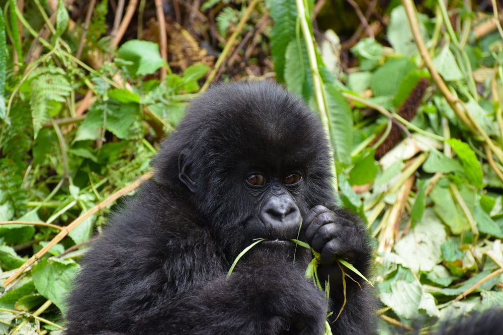 bébé singe noir mangeant de l’herbe