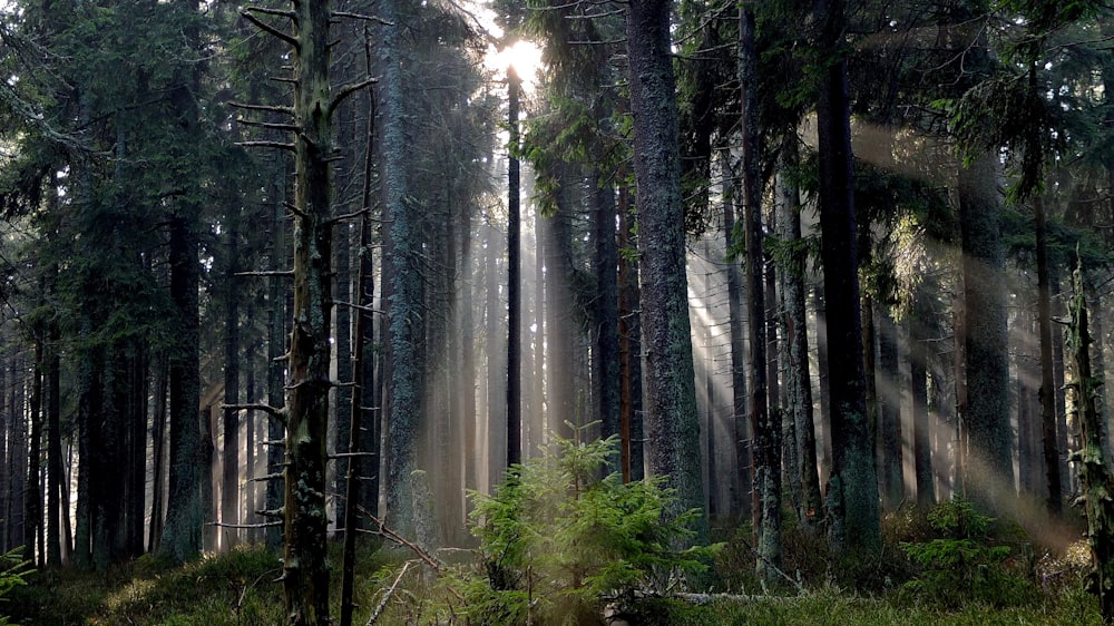 sun rays passing through forest trees