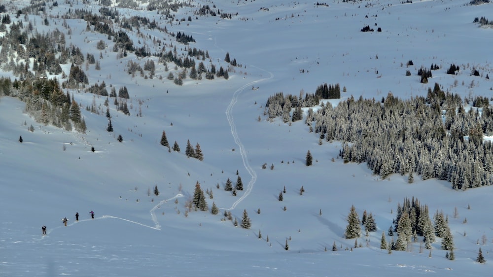 Veduta aerea degli alberi durante il giorno