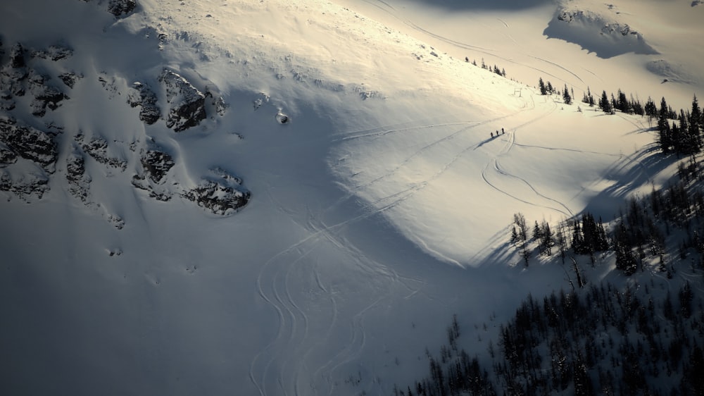 Fotografia aerea dei pini durante la stagione invernale