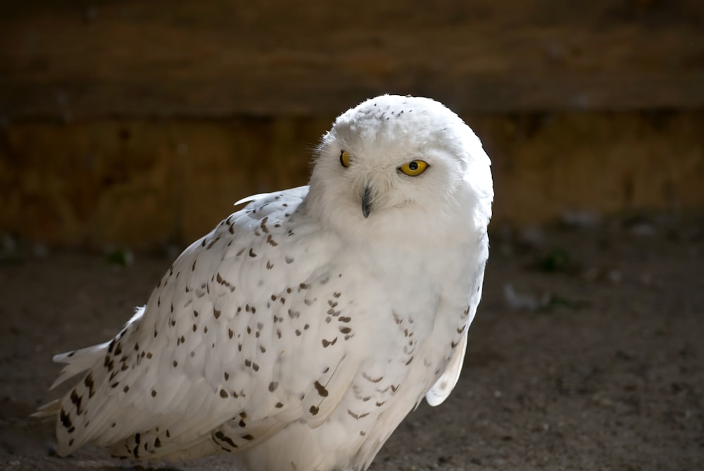 closeup photography of snowy owl