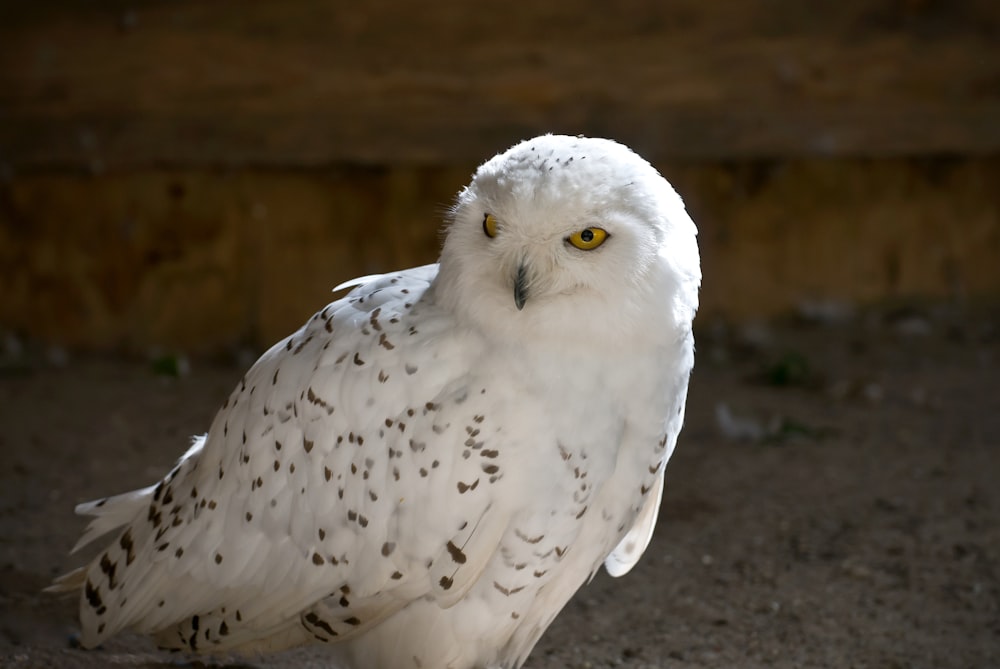 Photographie en gros plan de harfang des neiges