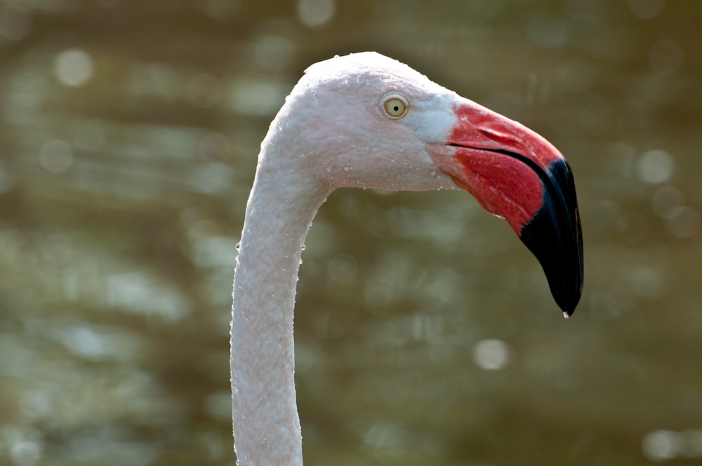 closeup photo of flamingo head