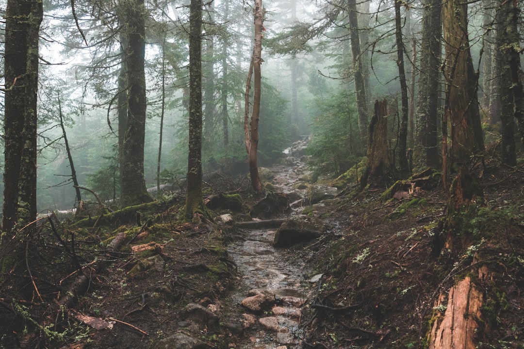 forest during daytime