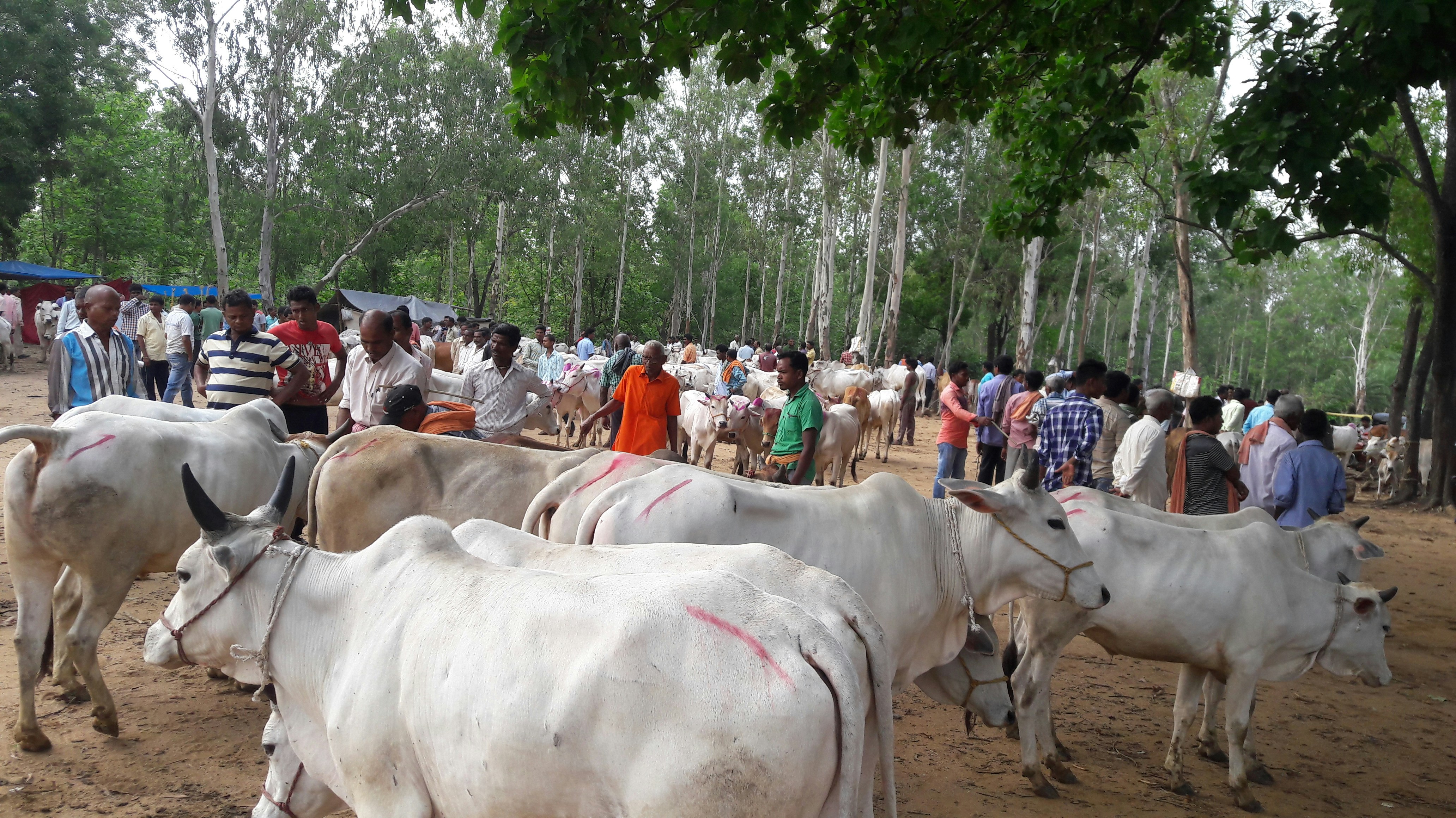 Free Unsplash photo from santosh sahoo