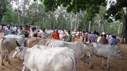 A group of cows with white coats and distinctive humpbacks are gathered in an open, wooded area. They are surrounded by numerous people, presumably farmers or traders, standing and observing the cattle. The scene has a rural and pastoral setting, with trees in the background and a dirt ground.