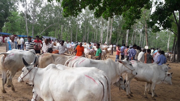 A group of cows with white coats and distinctive humpbacks are gathered in an open, wooded area. They are surrounded by numerous people, presumably farmers or traders, standing and observing the cattle. The scene has a rural and pastoral setting, with trees in the background and a dirt ground.
