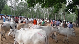 A group of cows with white coats and distinctive humpbacks are gathered in an open, wooded area. They are surrounded by numerous people, presumably farmers or traders, standing and observing the cattle. The scene has a rural and pastoral setting, with trees in the background and a dirt ground.