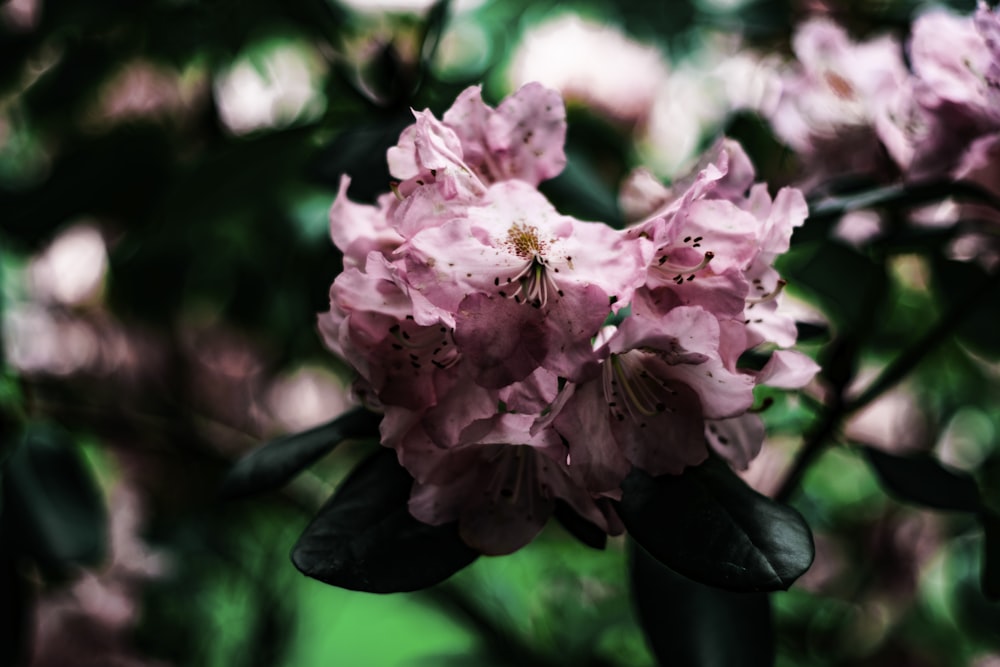 A blurry shot of pink flowers on dark green leaves