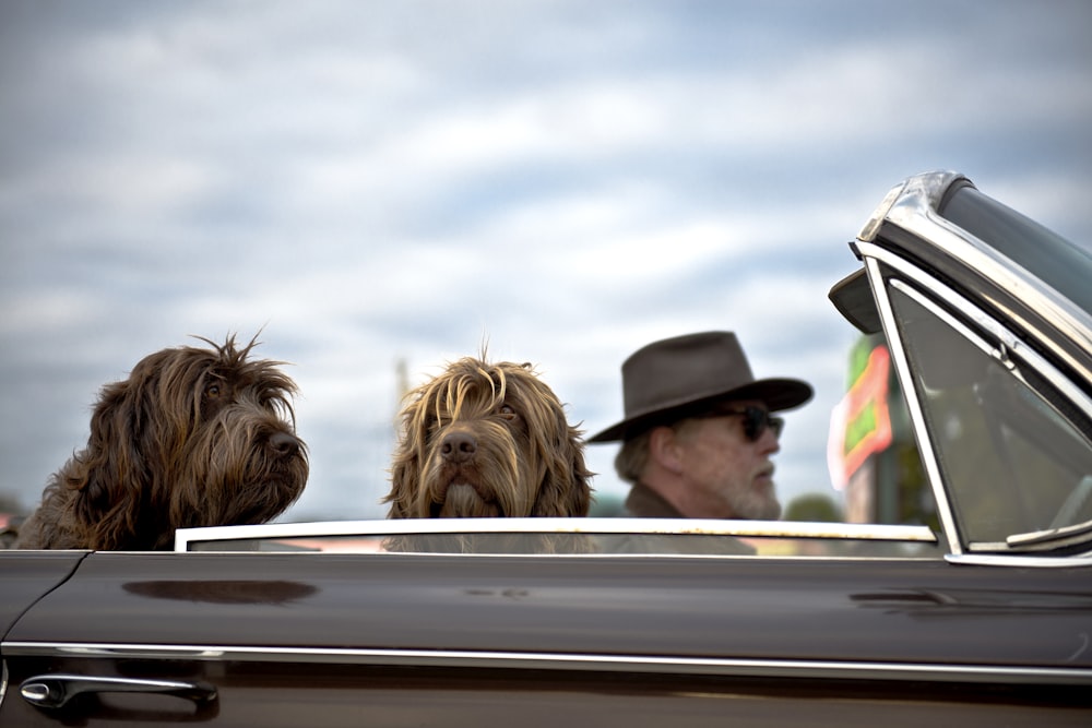 Foto eines Mannes, der ein Auto mit zwei Hunden fährt