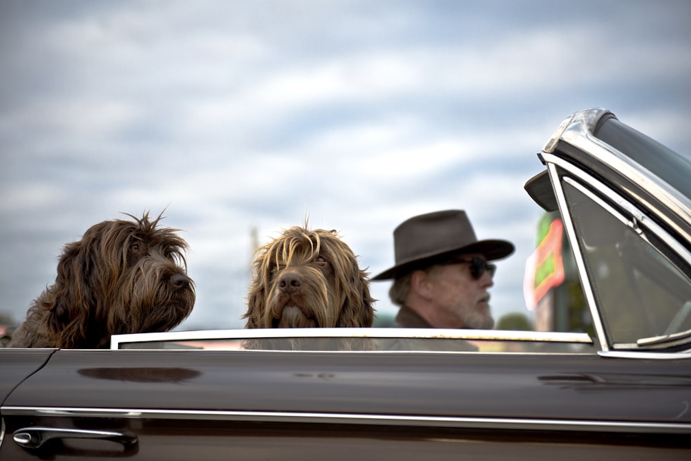 photo of man driving a car with two dog with him