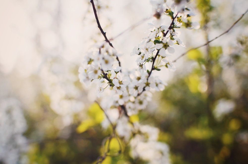 white flowers