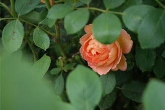 A peach-colored rose is nestled among a backdrop of lush green leaves, partially obscured by the surrounding foliage.
