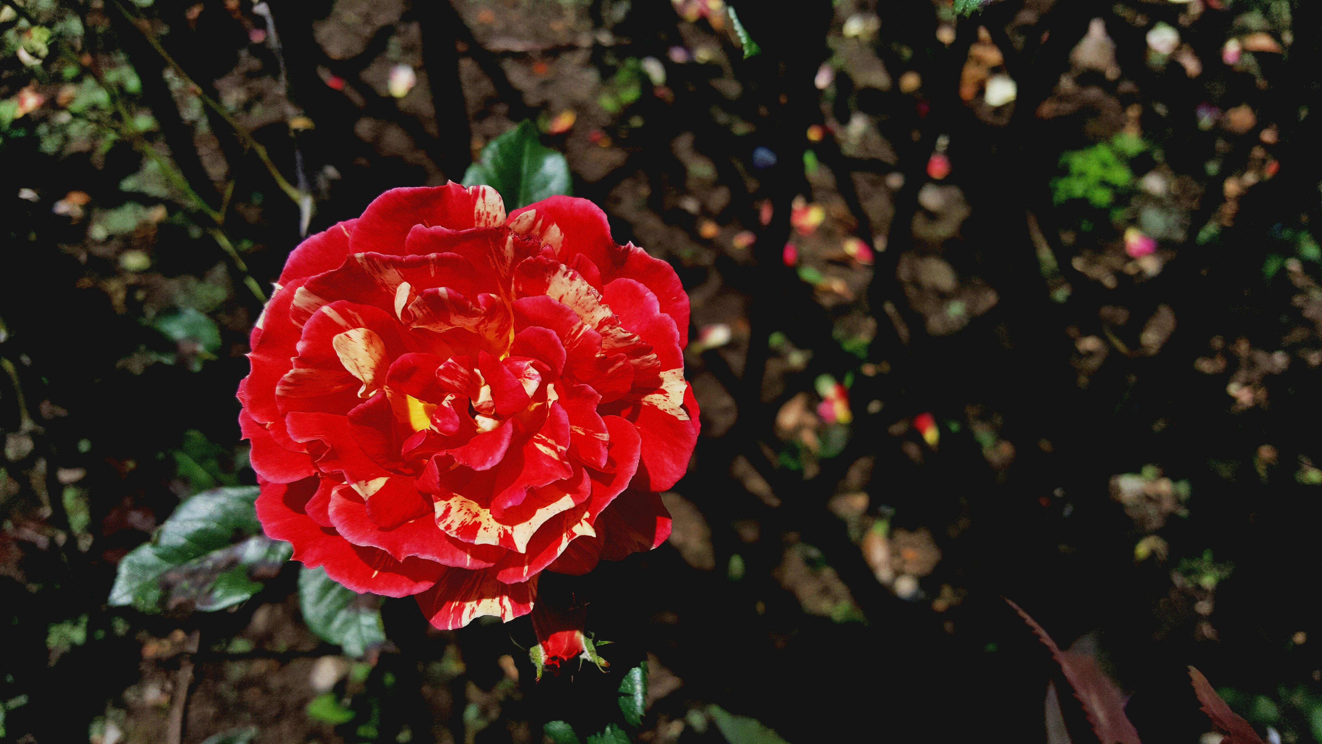 Free Unsplash photo from Lamant K