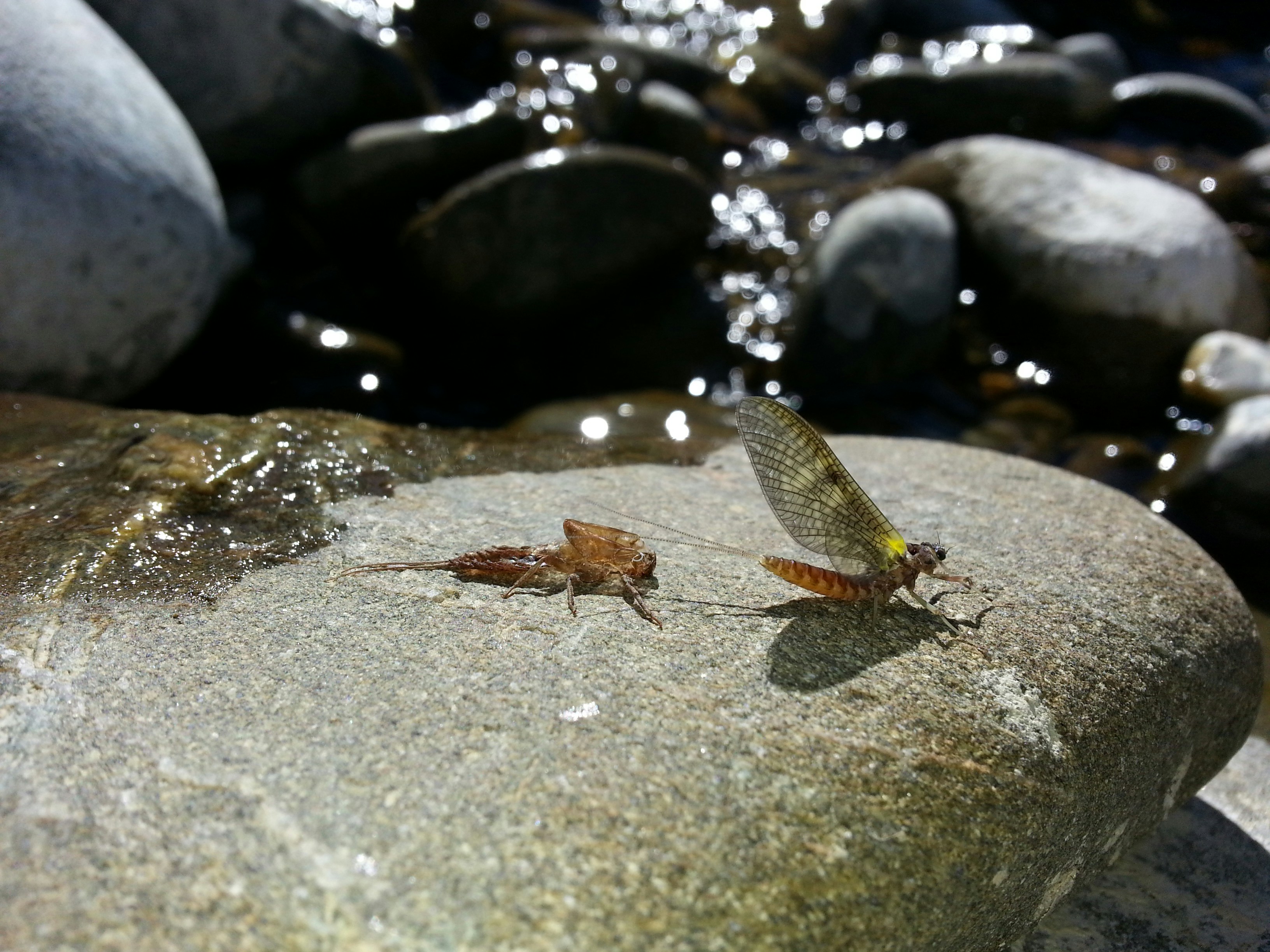 Free Unsplash photo from frank gadea