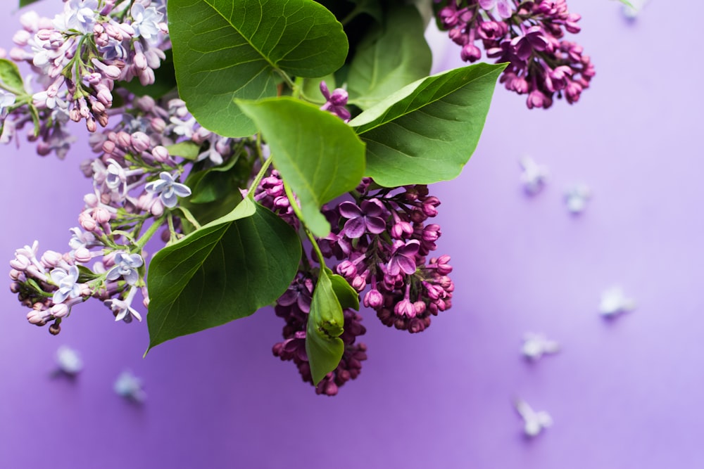 紫色の花のマクロ写真