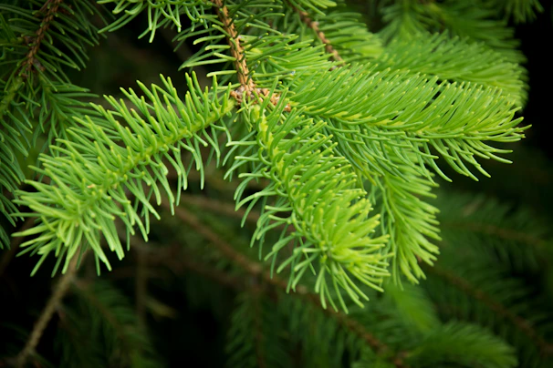 An artistic rendering of a pine tree branch welcoming visitors with vibrant green needles.