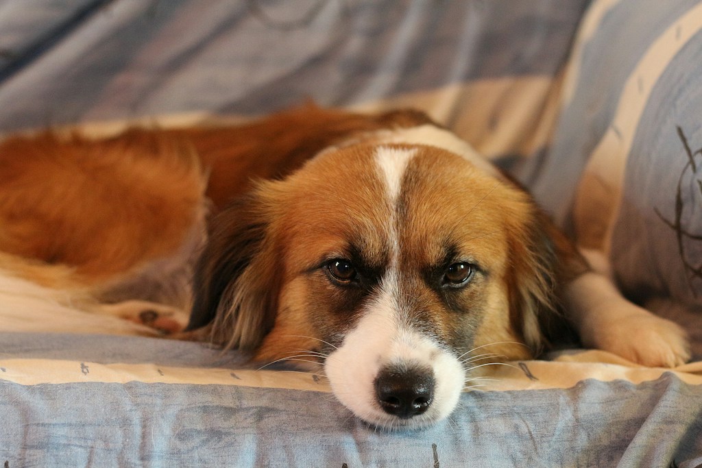Adopta con confianza