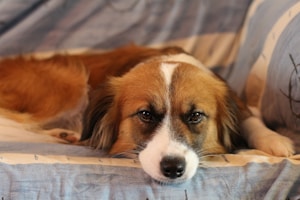 Adopta con confianza