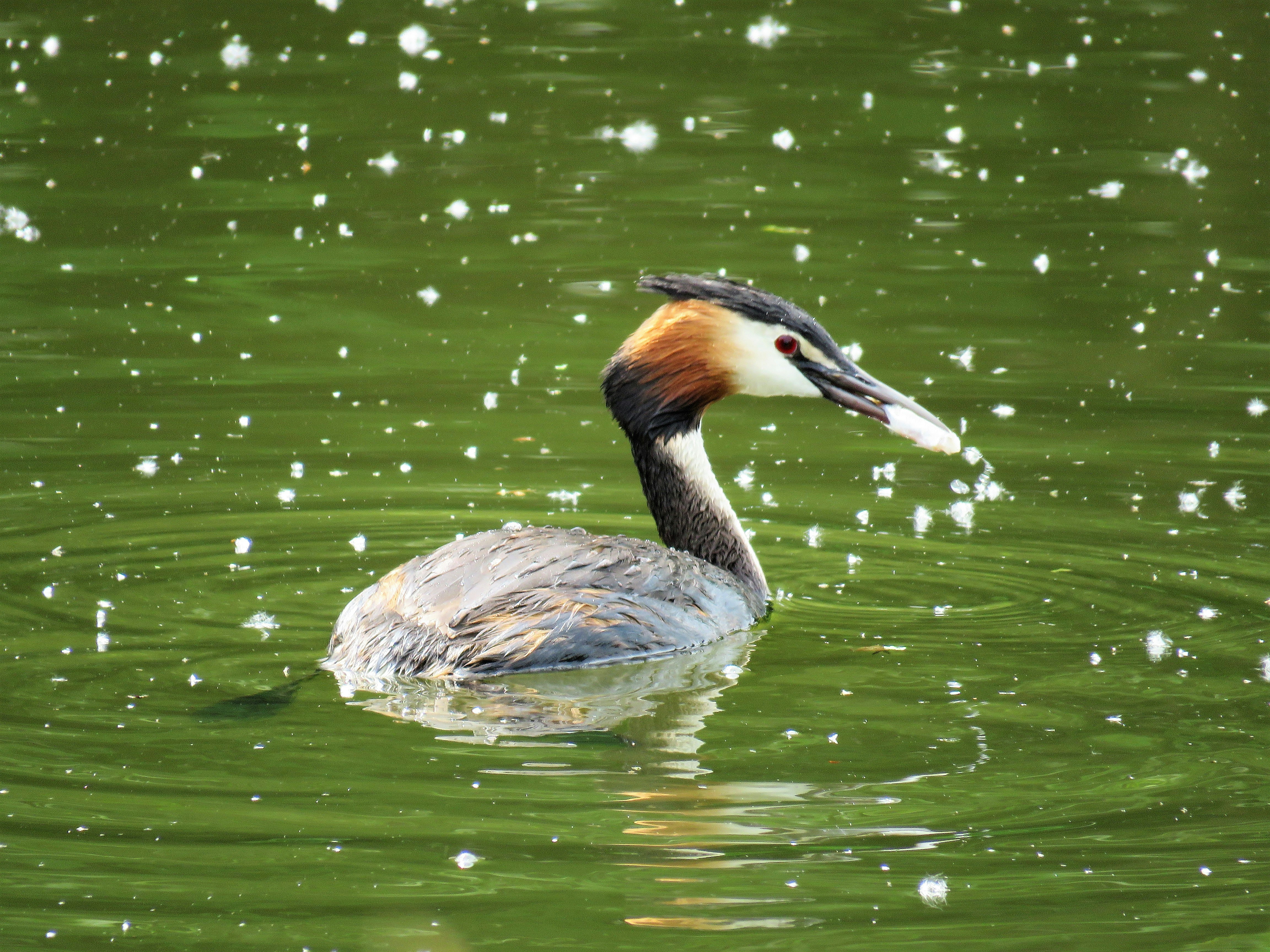 Free Unsplash photo from Chris Child