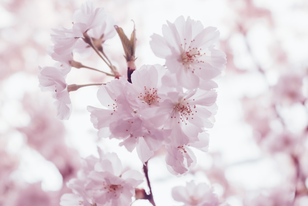 cherry blossoms flowers