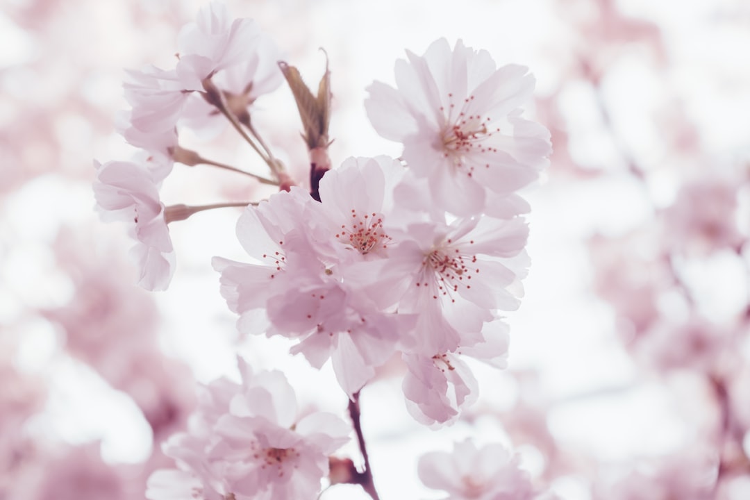 大阪賞花攻略：大阪什麼時候有盛開的櫻花？