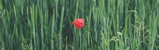 red petaled flower on grass field