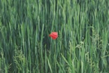 red petaled flower on grass field