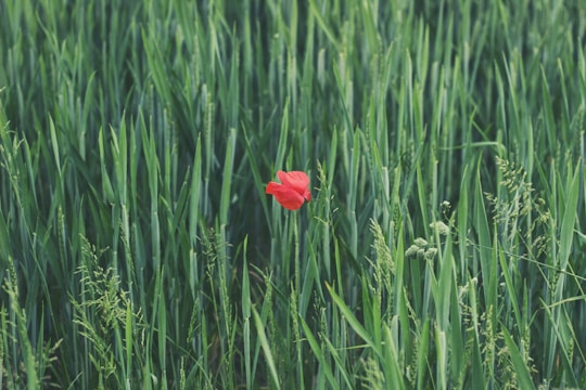 red petaled flower on grass field