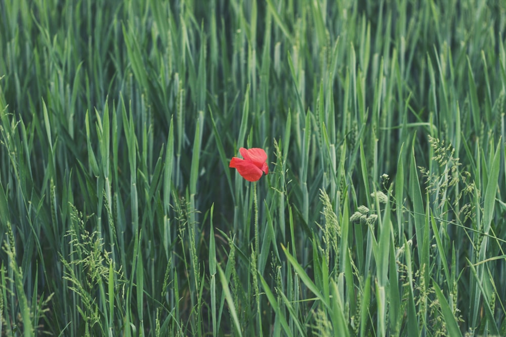 fleur à pétales rouges sur un champ d’herbe