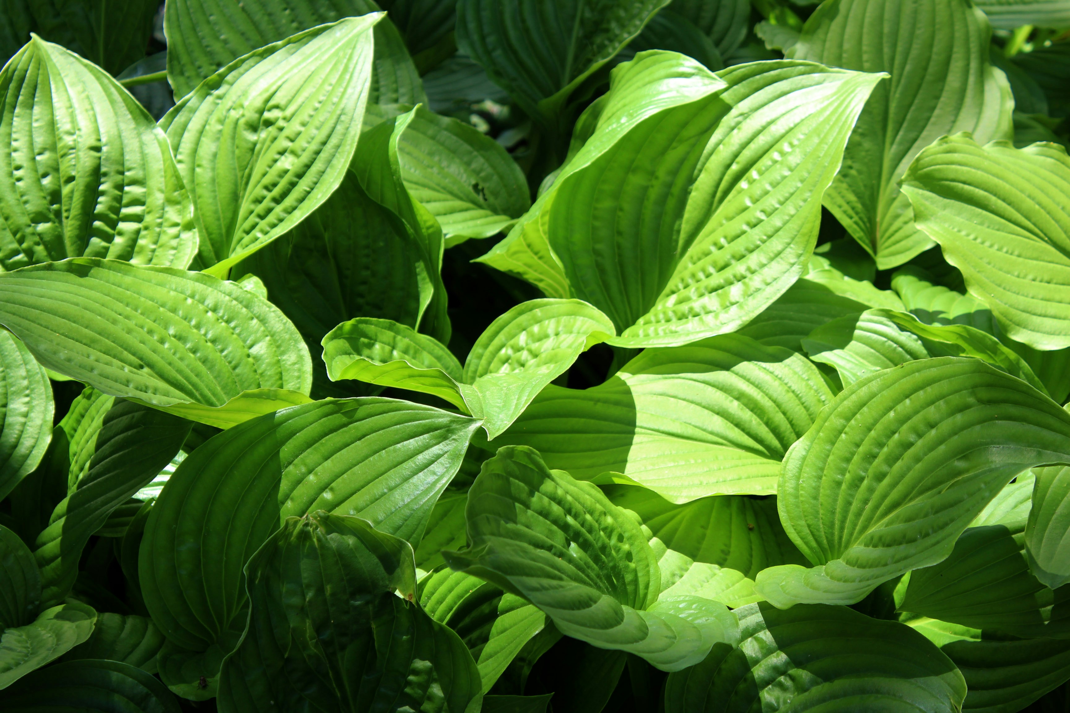 Free Unsplash photo from Saskia Schneider