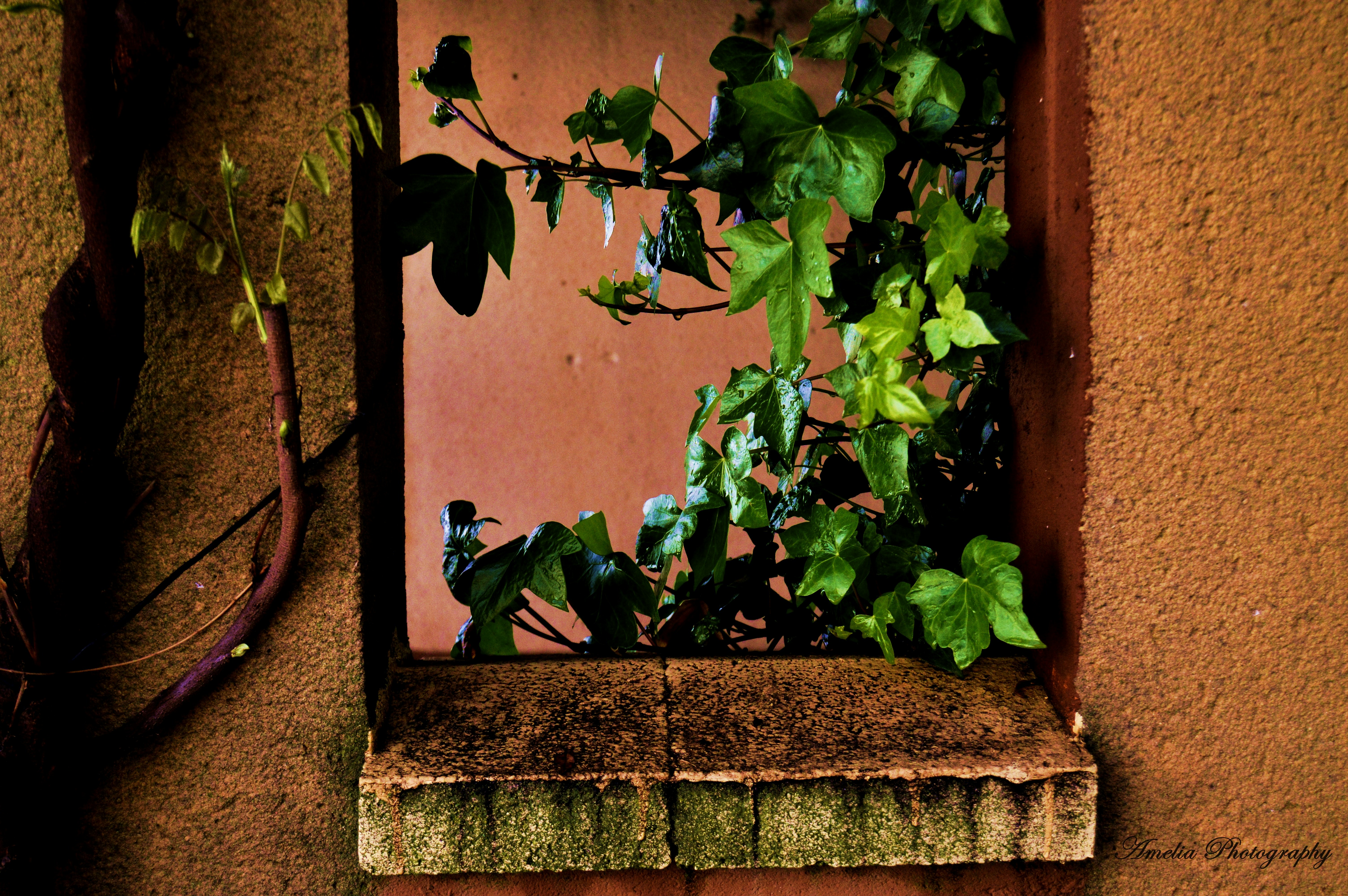 Free Unsplash photo from Paola Olmedo