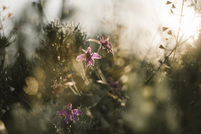 A soft impressionist landscape featuring blooming spring flowers in pastel hues.