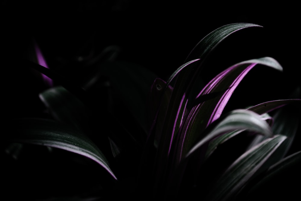 Un primer plano de una flor púrpura en la oscuridad