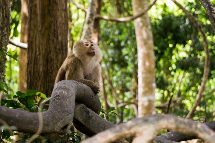 "Monkeying Around: A Hilarious Adventure in the Jungle"